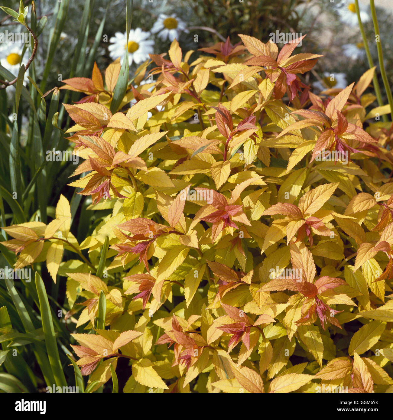 Spiraea japonica - `Goldflame' showing early Spring colour   TRS012352 Stock Photo